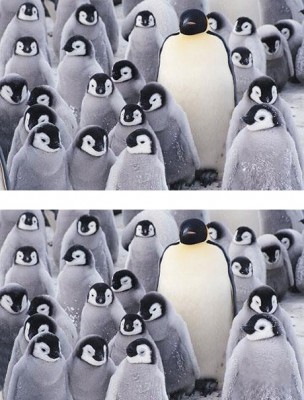 penguin.jpg