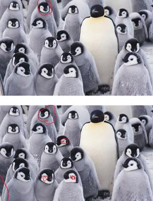penguin.jpg