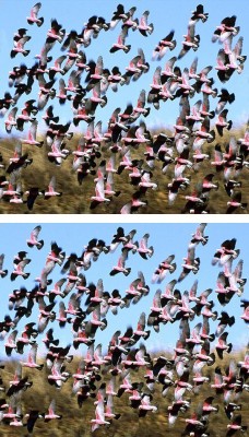 galah.jpg