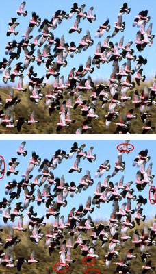 galah.jpg