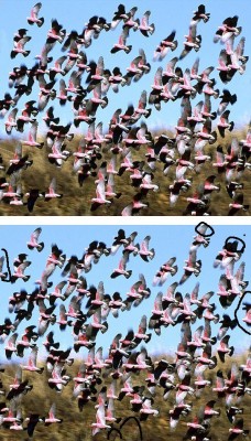 galah.jpg