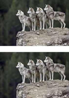 pack-mentality-1.jpg