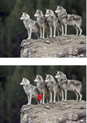 pack-mentality-1.jpg