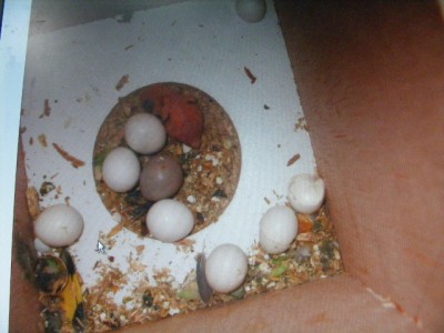 פרסונטות 006.jpg