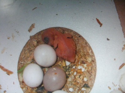 פרסונטות 008.jpg