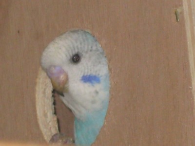 תיכף אני יוצא לעולם..עוד רגע נו..