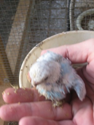 פינקו אותי משהו משהו....