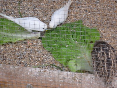 קיץ..:)..סווטה השלוה גם