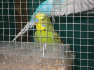 הלו תרגע..אני חתיך יותר...