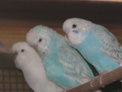 אבא אמא ואני..