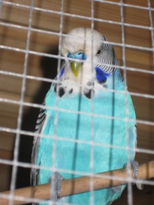 כחול כחול...