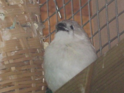 גוזלי חמודי...מקור שחרחר..