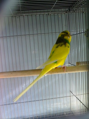 זכר יפהה....