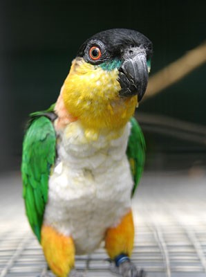 caique_02[1].jpg