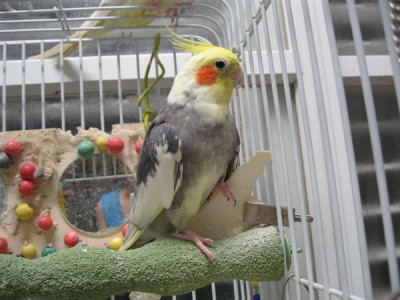 זה צד ימין למעלה של הכלוב<br />הצד השמאלי - זהה לגמרי.