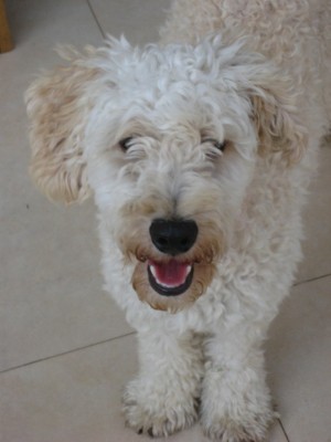 ספידי 17.8.2010