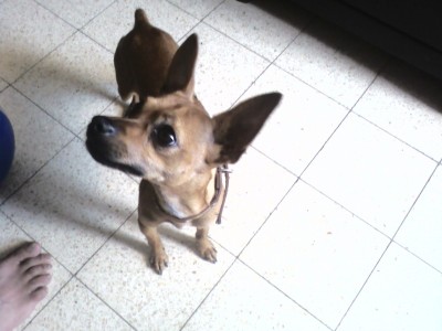 שוקו פינצ'ר ננסי גזעי