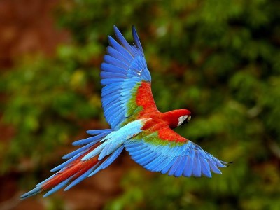 Backgrounds_Windows_7_-_African_parrot.jpg