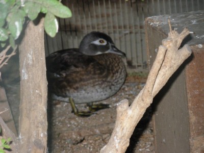 התמונות שלי 007.jpg