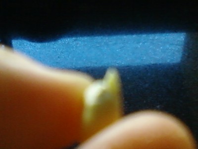 נביטה קטנה בתירס