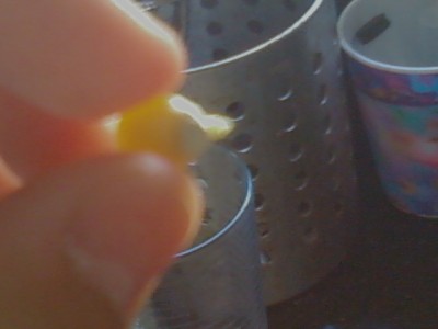 נביטה קטנה בתירס