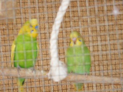 בדיוק כמו האבא