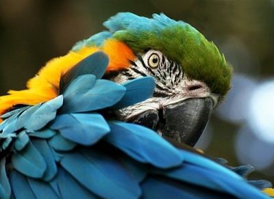 parrot.jpg