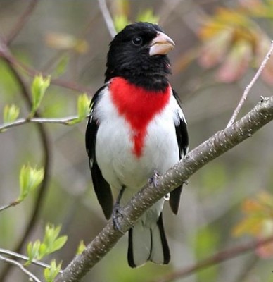 2009410_72302388_cardinal-poi-rose.jpg
