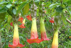 Angels Trumpet.jpg