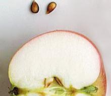 גרעיני תפוח.jpg