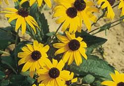 black eyed susan.jpg