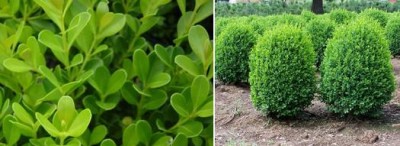 Boxwood.jpg