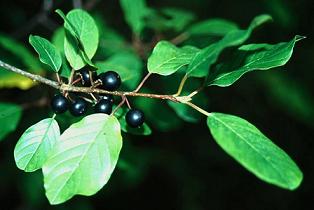 buckthorn.jpg
