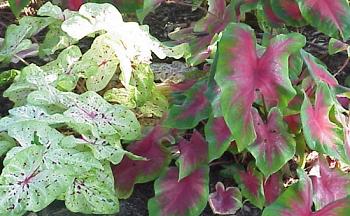 caladium.jpg