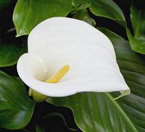 calla-lily.jpg