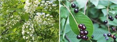 Choke Cherry.jpg