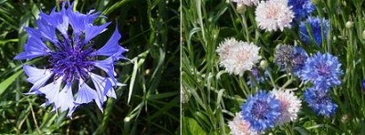 cornflower.jpg