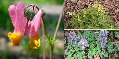 Corydalis.jpg