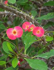 Crown of thorns.jpg