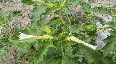 Datura.jpg