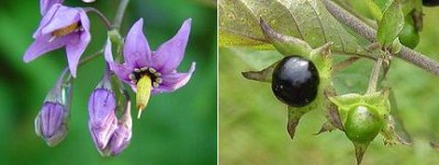 Deadly Nightshade.jpg