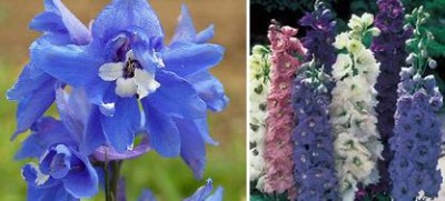 delphinium.jpg