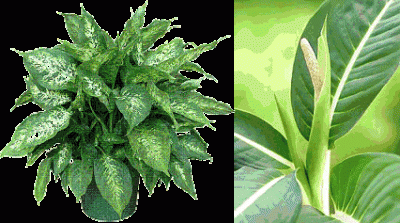 dieffenbachia.gif