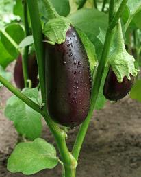 eggplant_plant.jpg