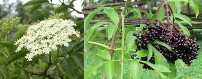 elderberry.jpg