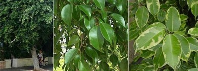 Ficus.jpg