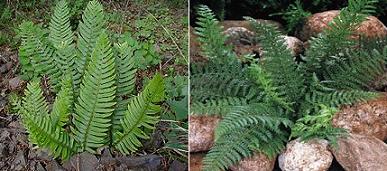 Evergreen Ferns.jpg
