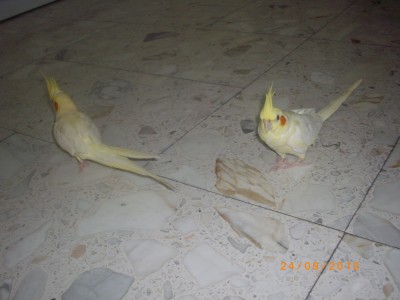 ילו זה עם הפנים למצלמה וזאת עם הגב למצלמה זו אייס