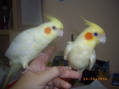 מימין אייס, משמאל ילו