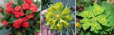 Euphorbia.jpg